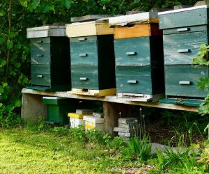 Waga pszczela i znaczenie ważenia uli
