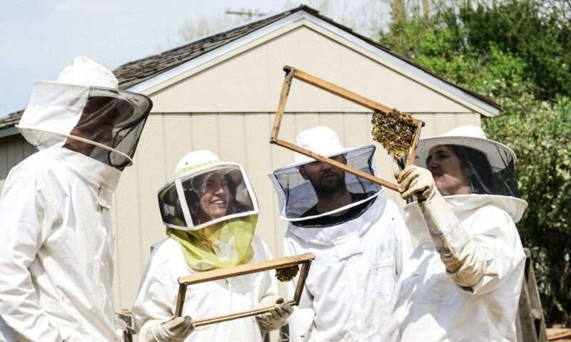 Ryzykowne błędy pszczelarskie, których należy unikać